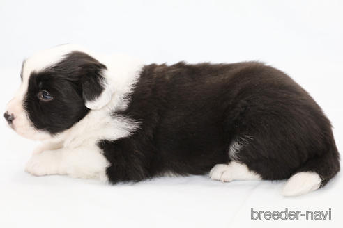 成約済の神奈川県のボーダーコリー-231167の5枚目